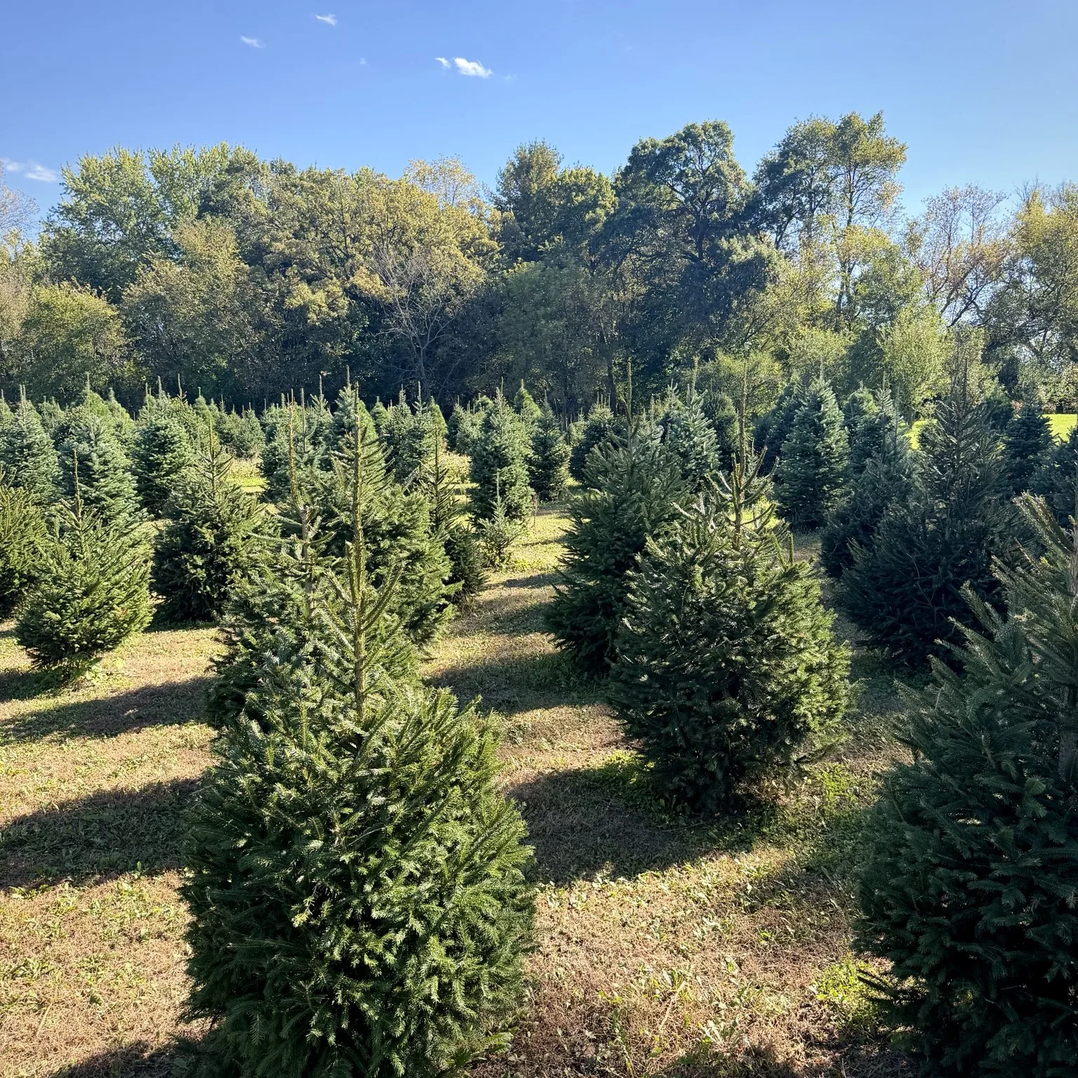 Christmas tree field at Bohling's Ranch