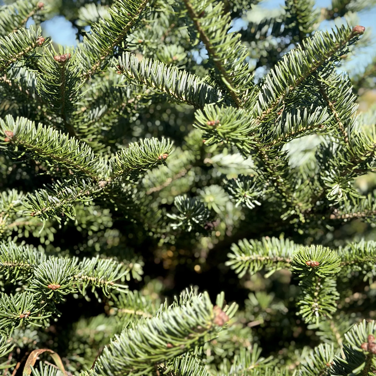 Close view of fir needles at Bohling's Ranch