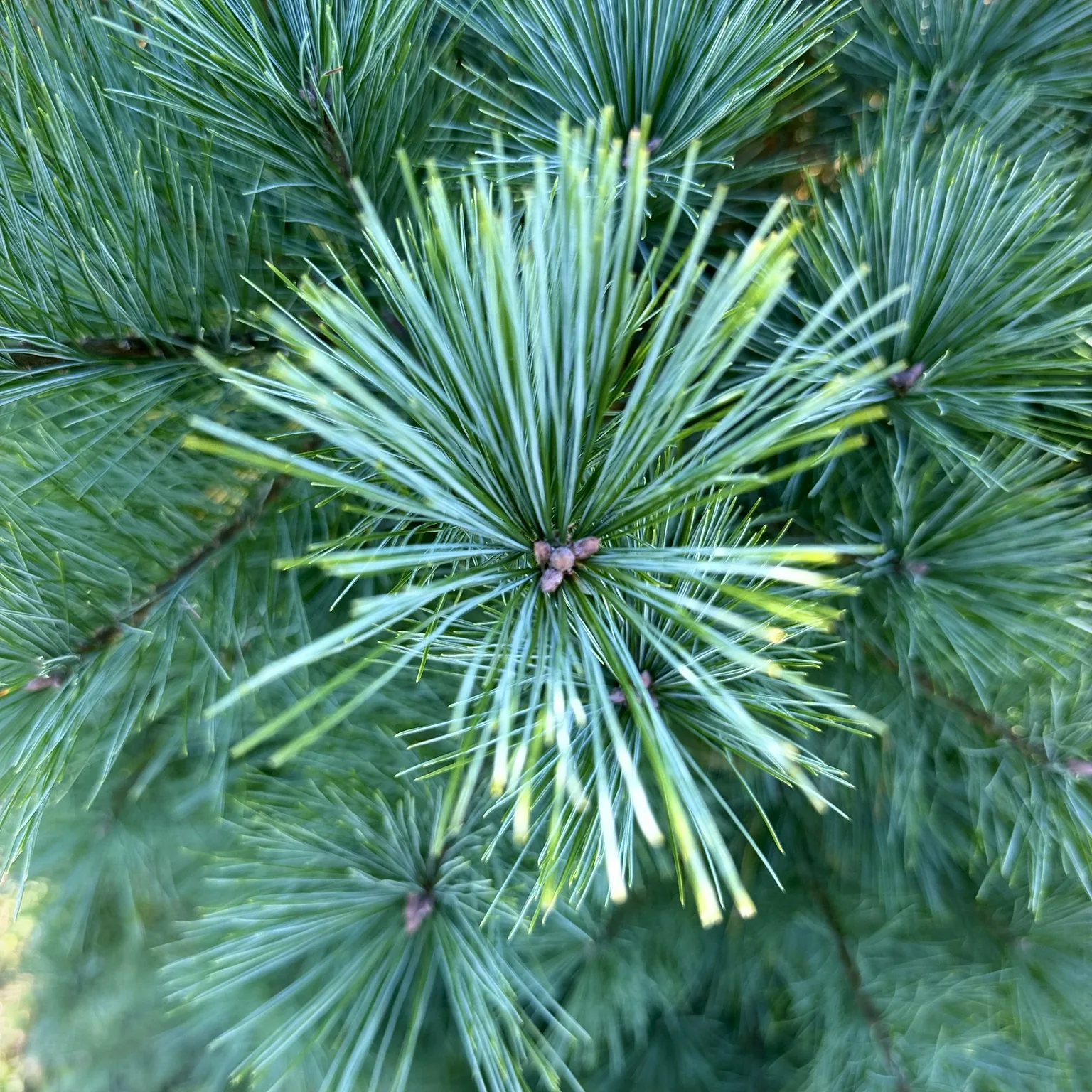 Close view of pine needles at Bohling's Ranch