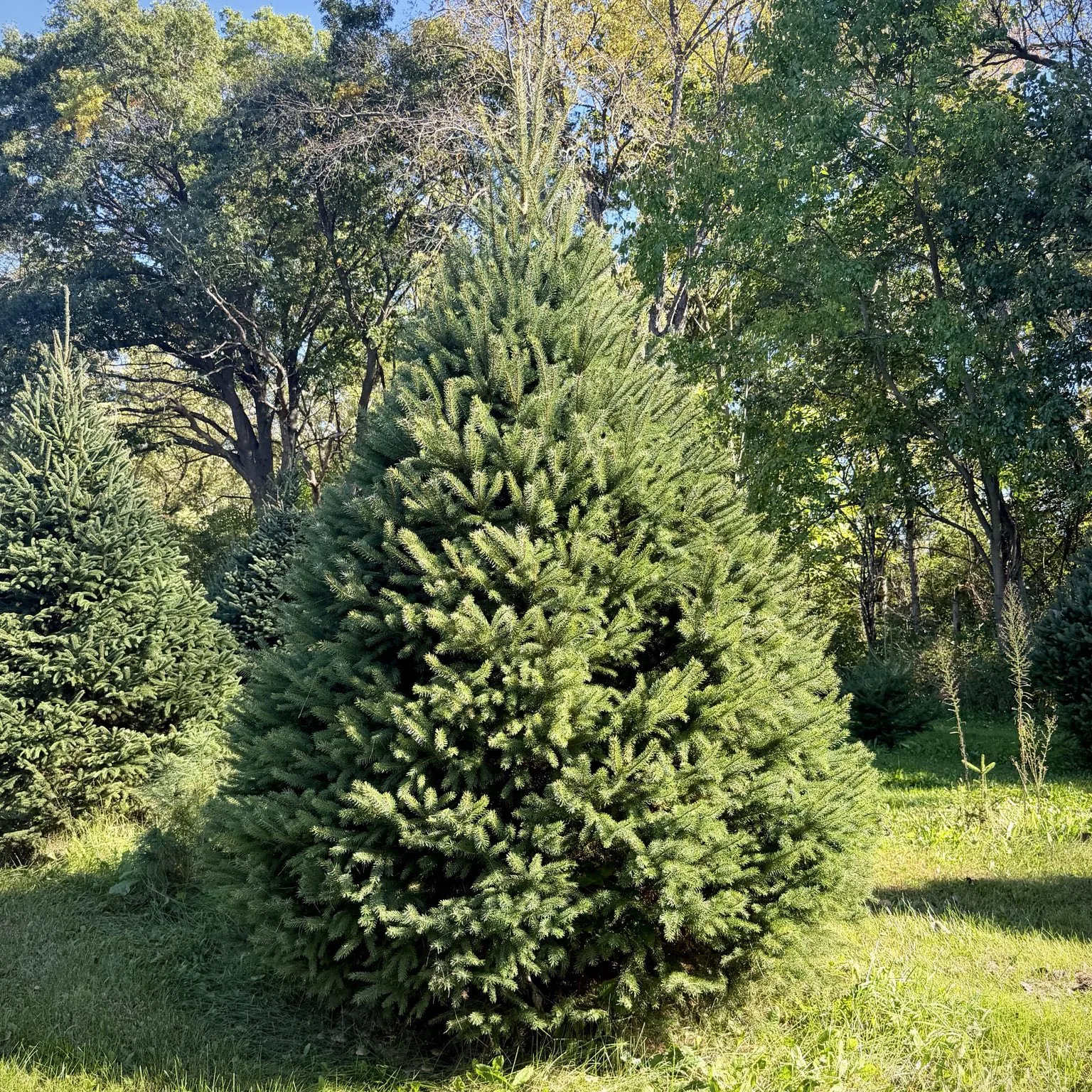 Full spruce tree at Bohling's Ranch